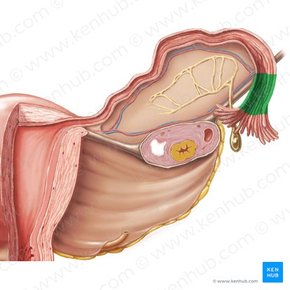 Infundibulum tubae uterinae (Infundibulum des Eileiters); Bild: Samantha Zimmerman