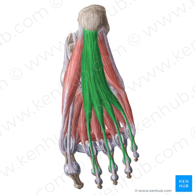 Musculus flexor digitorum brevis (Kurzer Zehenbeuger); Bild: Liene Znotina