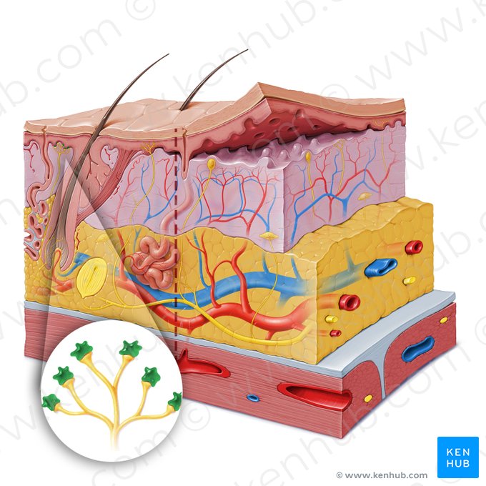 Célula epitelial táctil (de Merkel) (Epitheliocytus tactilis); Imagen: Paul Kim