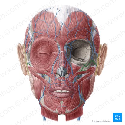 Vena transversa faciei (Querverlaufende Gesichtsvene); Bild: Yousun Koh