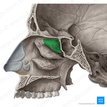 Superior nasal concha of ethmoid bone (Concha superior nasi ossis ethmoidalis); Image: Yousun Koh