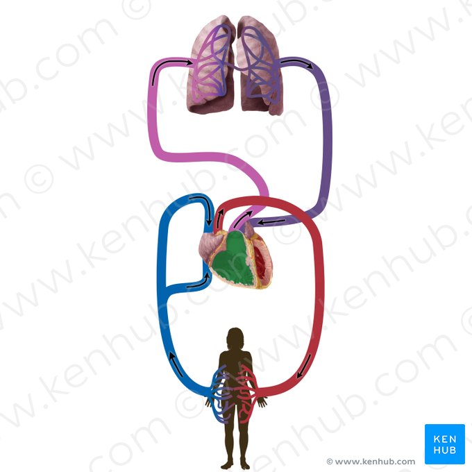 Right ventricle of heart (Ventriculus dexter cordis); Image: Begoña Rodriguez