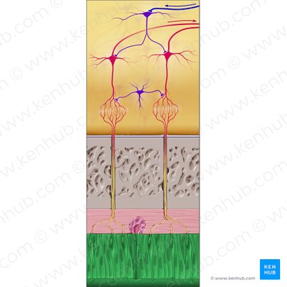 Olfactory epithelium (Epithelium olfactorium); Image: Paul Kim