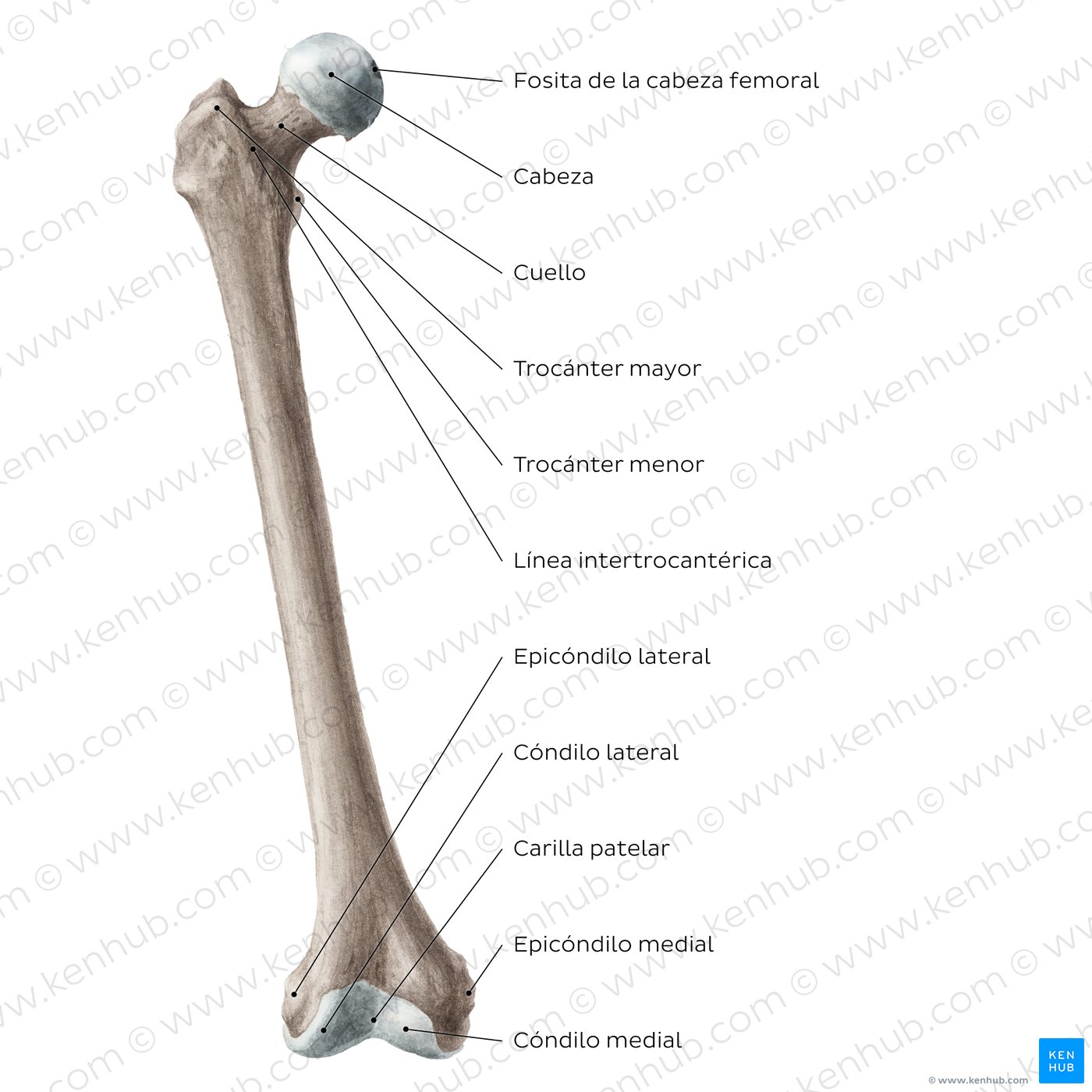 Anatomía del fémur: Vista anterior