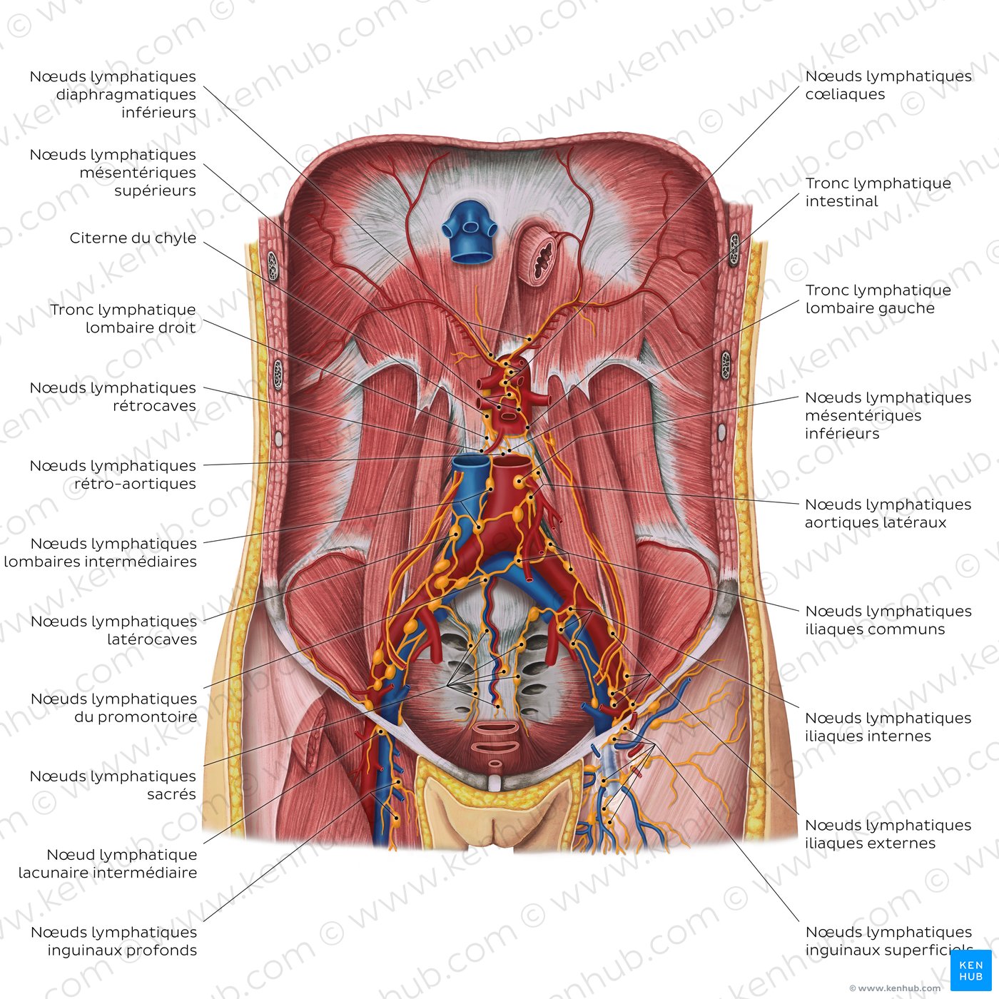 Lymphatics of the posterior abdominal wall