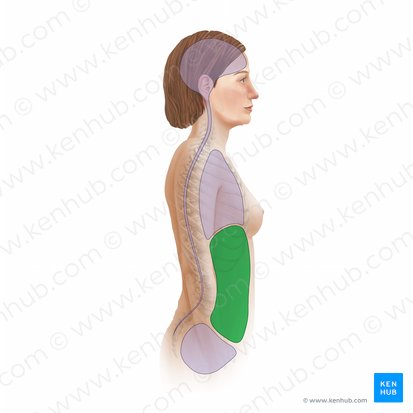Abdominal cavity (Cavitas abdominis); Image: Paul Kim