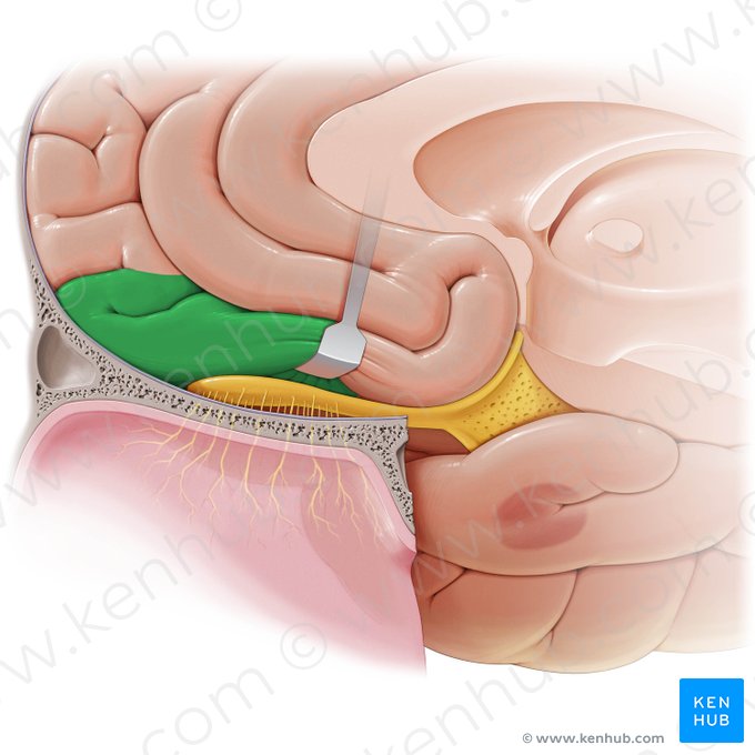 Orbitofrontal cortex (Cortex orbitofrontalis); Image: Paul Kim