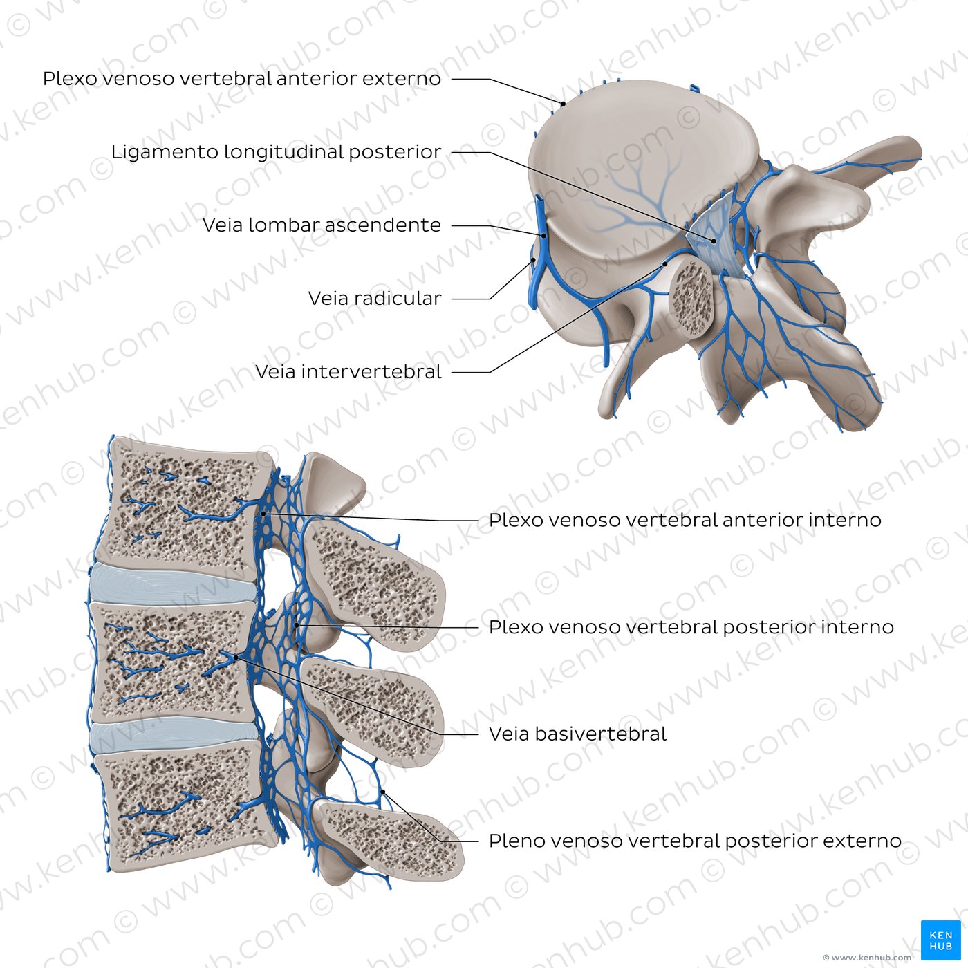 Veias da coluna vertebral - diagrama