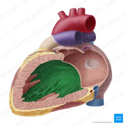 Interventricular septum (Septum interventriculare); Image: Yousun Koh