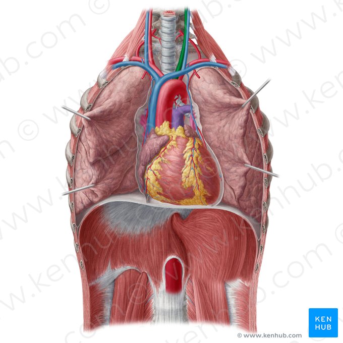 Left common carotid artery (Arteria carotis communis sinistra); Image: Yousun Koh
