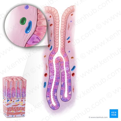 Arteriole (Arteriola); Image: Paul Kim