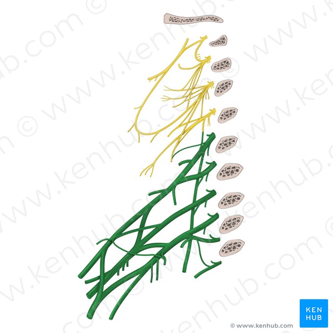 Plexo braquial (Plexus brachialis); Imagem: Begoña Rodriguez