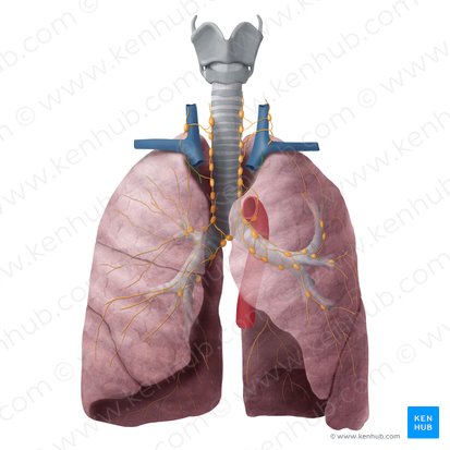 Truncus lymphaticus bronchomediastinalis (Bronchomediastinaler Lymphstamm); Bild: Begoña Rodriguez