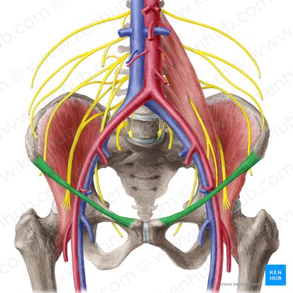 Ligament inguinal (Ligamentum inguinale); Image : Liene Znotina
