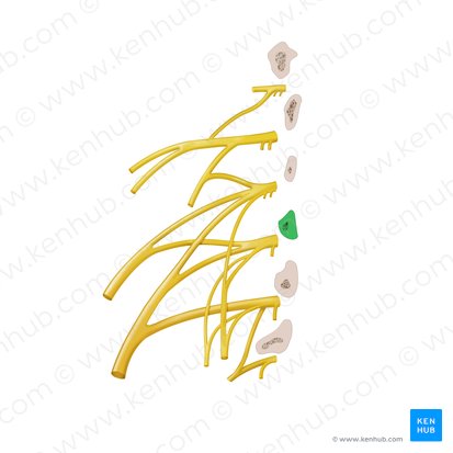 Vertebra L3; Image: Begoña Rodriguez