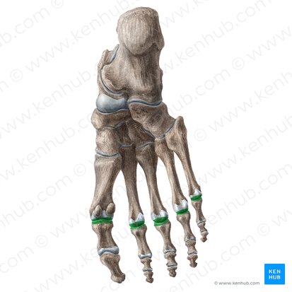 Articulationes metatarsophalangeae (Grundgelenke der Zehen); Bild: Liene Znotina