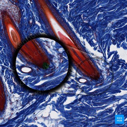 Hair papilla (Papillae pili); Image: 
