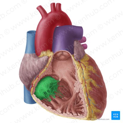 Valve atrioventriculaire droite (Valva atrioventricularis dextra); Image : Yousun Koh