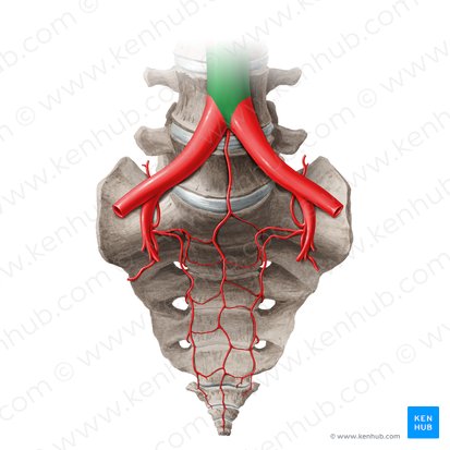 Abdominal aorta (Aorta abdominalis); Image: Liene Znotina