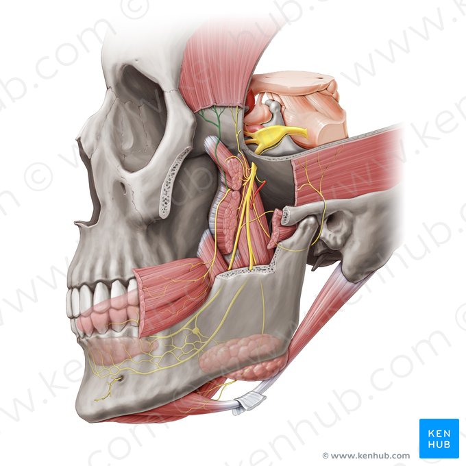 Anterior deep temporal nerve (Nervus temporalis profundus anterior); Image: Paul Kim