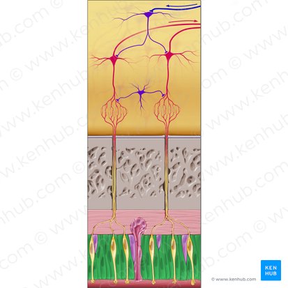 Supporting epithelial cell (Epitheliocytus sustenans); Image: Paul Kim