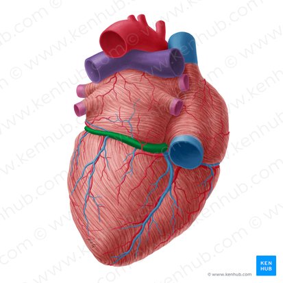 Coronary sinus (Sinus coronarius); Image: Yousun Koh