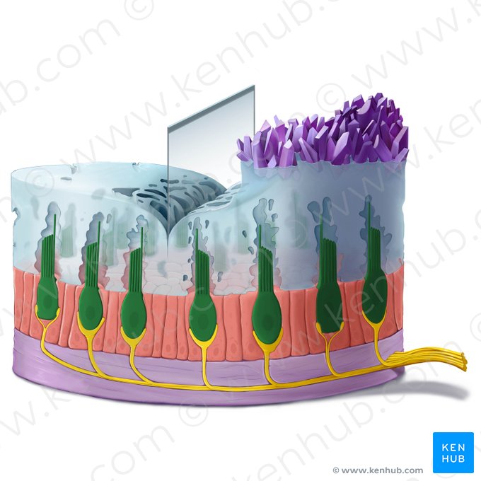 Célula ciliada vestibular (Vestibulocytus); Imagen: Tal Bavli Ziv