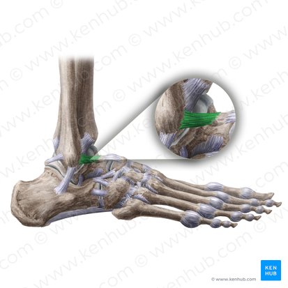 Anterior talofibular ligament (Ligamentum talofibulare anterius); Image: Liene Znotina