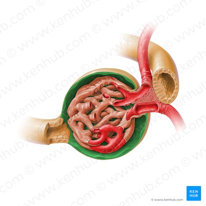 Parietal layer of glomerular capsule (Stratum parietale capsulae glomerularis); Image: Paul Kim
