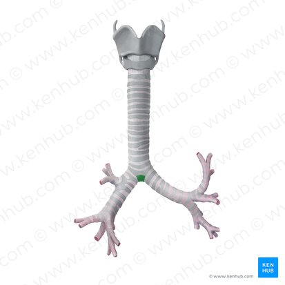 Carina of trachea (Carina tracheae); Image: Begoña Rodriguez