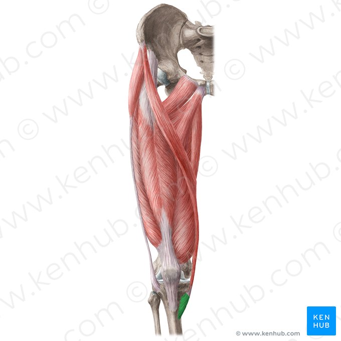 Pes anserinus; Bild: Liene Znotina