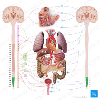 Partie sacrale de la moelle spinale (Pars sacralis medullae spinalis); Image : Paul Kim