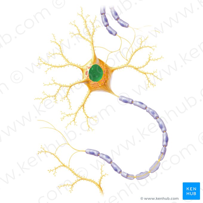 Nucleus neuronalis (Zellkern eines Neurons); Bild: Paul Kim