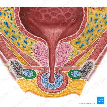 Ischiocavernosus muscle (male) (Musculus ischiocavernosus (masculinus)); Image: Irina Münstermann