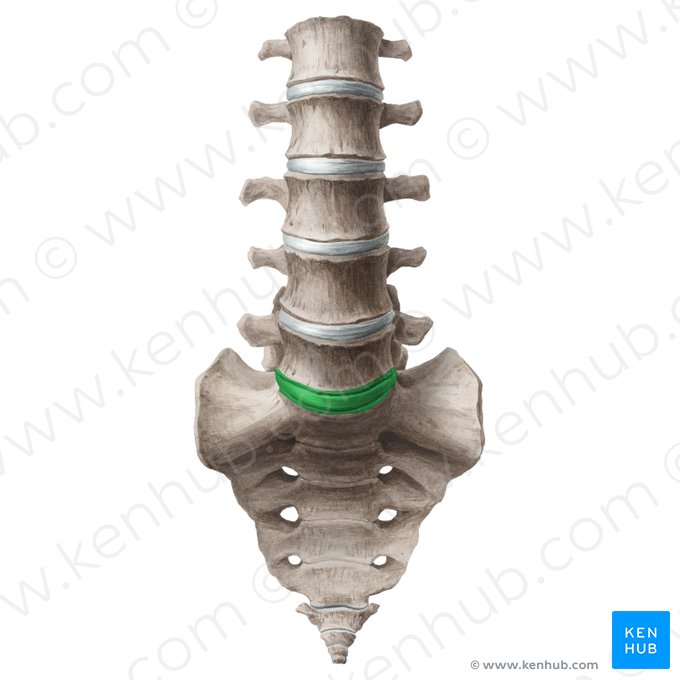 Lumbosacral joint (Articulatio lumbosacralis); Image: Liene Znotina
