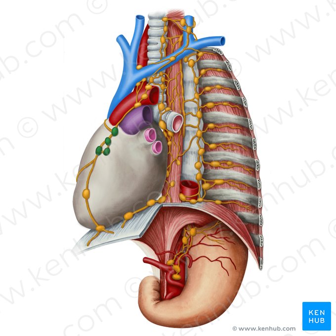 Prepericardiac lymph nodes (Nodi lymphoidei prepericardici); Image: Irina Münstermann