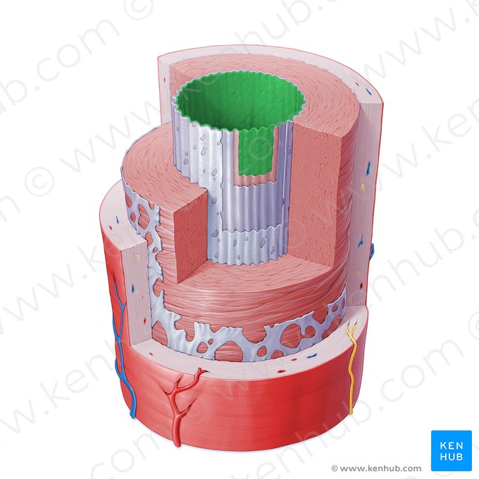 Endothelium arteriae (Endothel der Arterie); Bild: Paul Kim