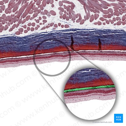 Basal complex of choroid (Complexus basalis choroideae); Image: 
