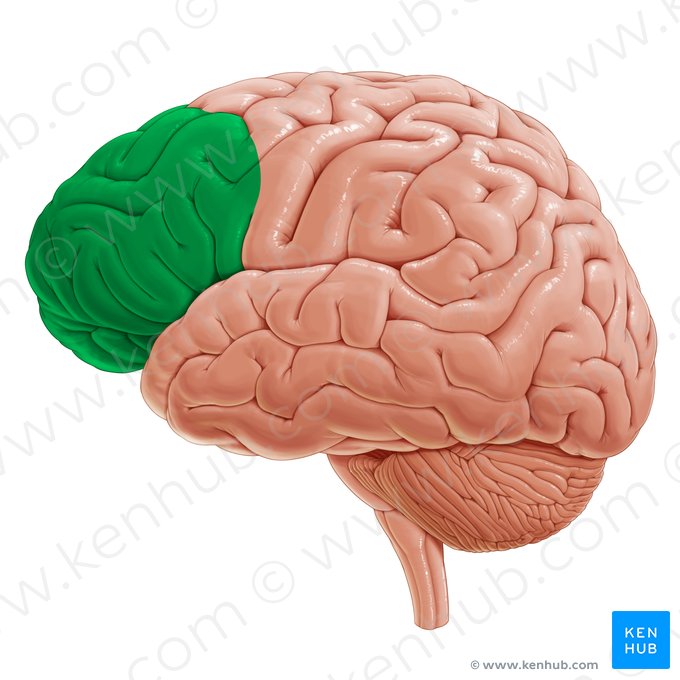 Prefrontal cortex (Cortex prefrontalis); Image: Paul Kim