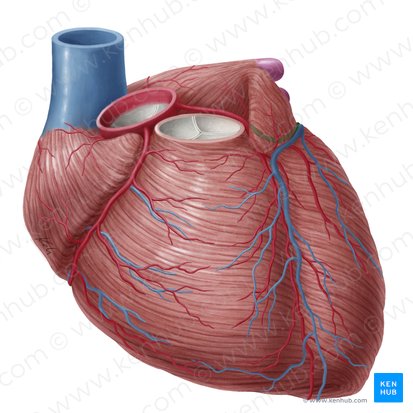 Circumflex artery of heart (Arteria circumflexa cordis); Image: Yousun Koh