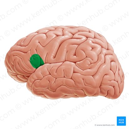 Broca's area (Area Broca); Image: Paul Kim