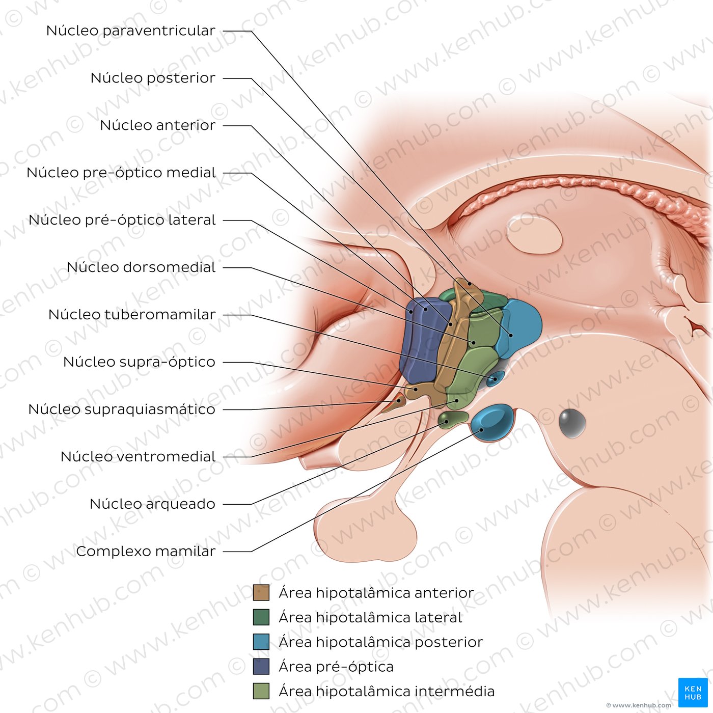 Hypothalamus: nuclei