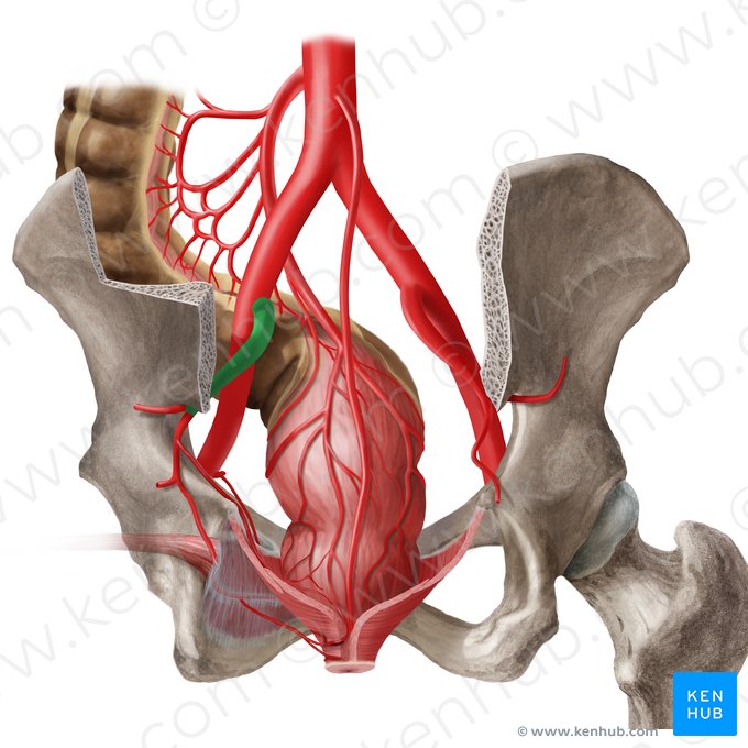 Internal iliac artery (Arteria iliaca interna); Image: Begoña Rodriguez
