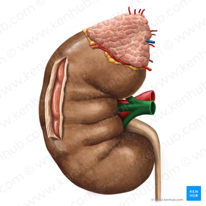 Veia renal (Vena renalis); Imagem: Irina Münstermann