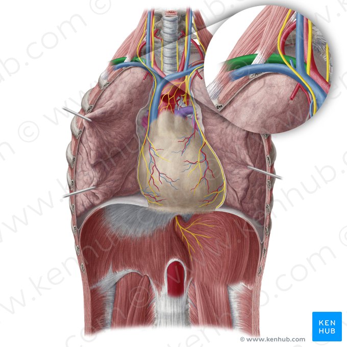 Right subclavian artery (Arteria subclavia dextra); Image: Yousun Koh