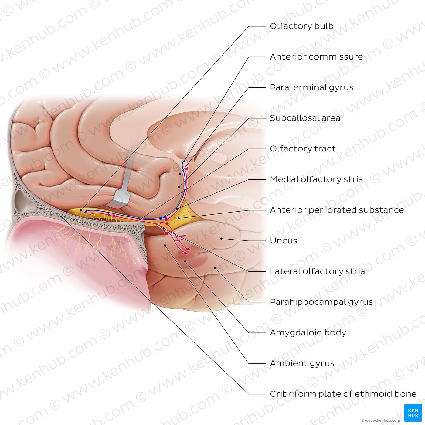 Olfactory nerve