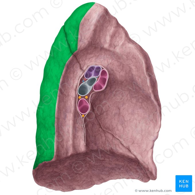 Facies vertebralis pulmonis sinistri (Wirbelseitige Fläche der linken Lunge); Bild: Yousun Koh