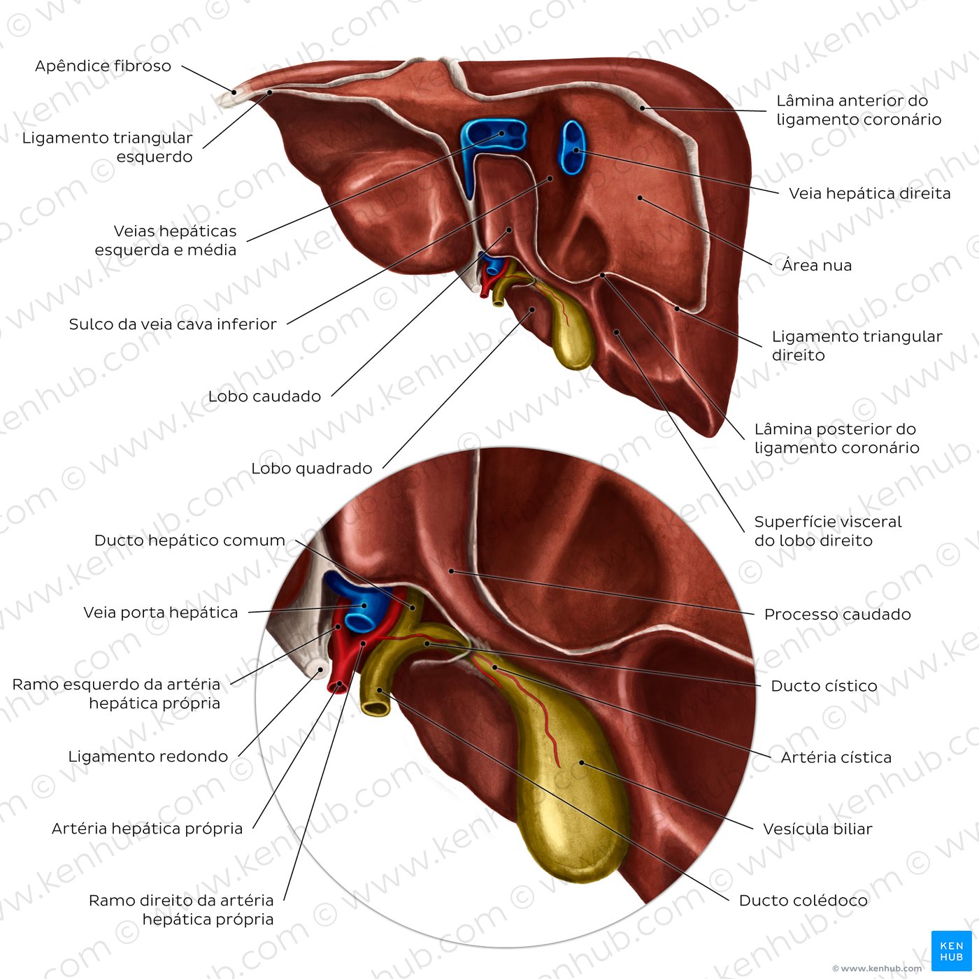 Anatomia do fígado - vista posterior