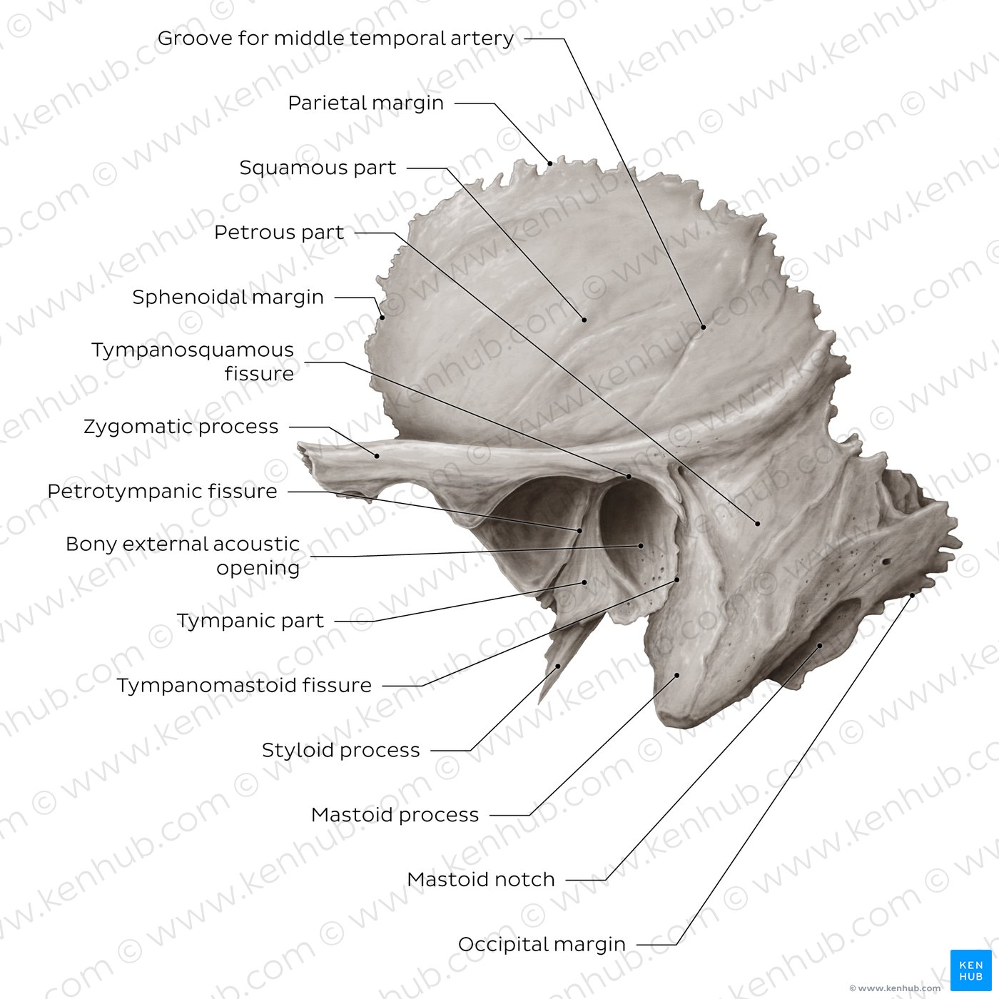 Temporal bone (lateral view)