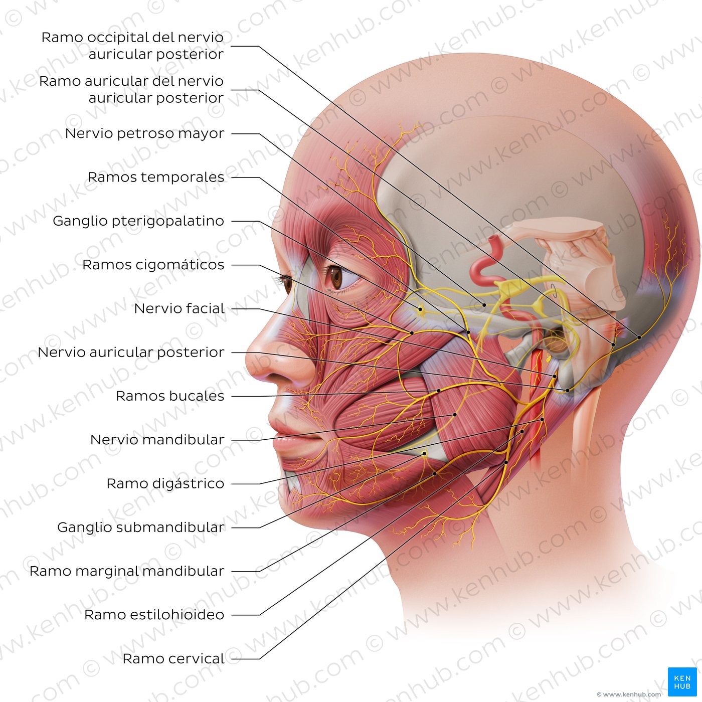 El trayecto del nervio facial (1)